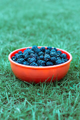 Blackberries in a bowl on the lawn