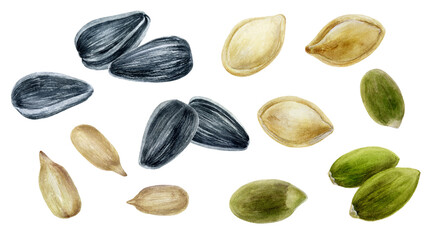 Sunflower seeds and pumpkin seeds set watercolor illustration isolated on white background