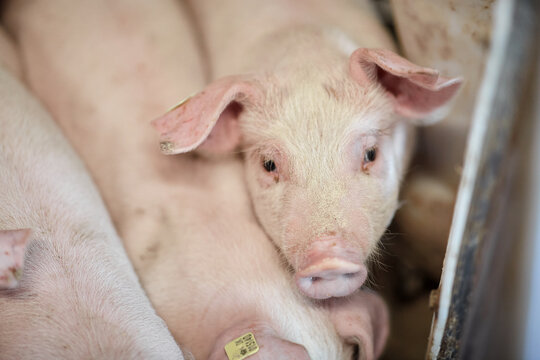 A close up of an animal pig farm industry