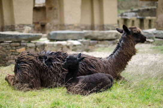 Mother and baby alpacas sleeping next to Inca's ruins