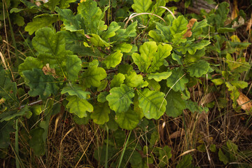 oak leaves
