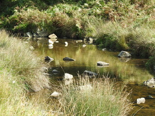 stones in a stream