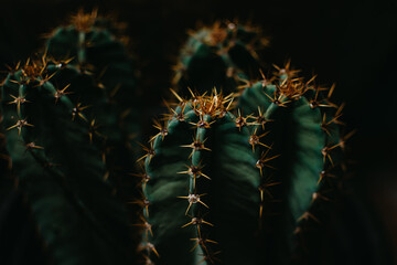 Close up of cactus on dark background.