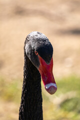 black swan portrait on the lake.