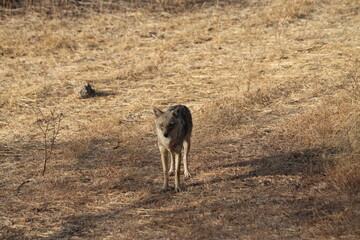 Close up of a fox posing for a pic