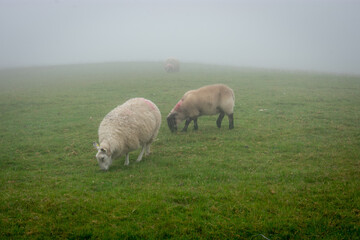 Fototapeta premium Sheep Grazing in Foggy Field