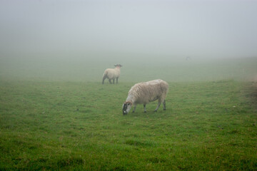 Fototapeta premium Sheep Grazing in Foggy Field