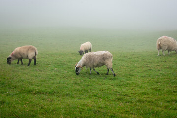 Sheep Grazing in Foggy Field