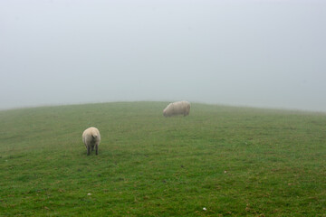 Naklejka premium Sheep Grazing in Foggy Field