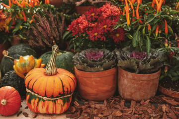 Fototapeta na wymiar Autumn still life with colorful pumpkins and season flowers