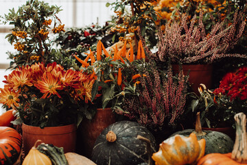 Autumn still life with colorful pumpkins and season flowers