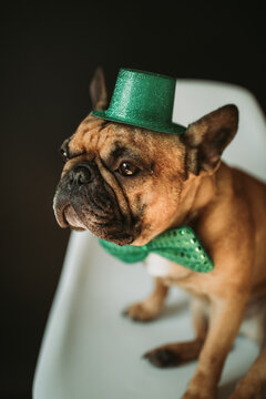 French Bulldog Puppy Dog Dressed as Leprechaun for St. Patrick's Day