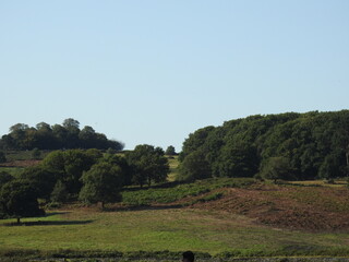 landscape with trees