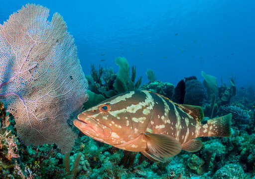 Nassau Grouper and Sea Fan