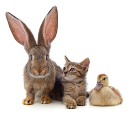 Rabbit with a kitten and a duckling.