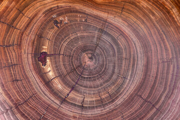 Cross section of cherry tree with growth rings. Full frame of wood slice for background