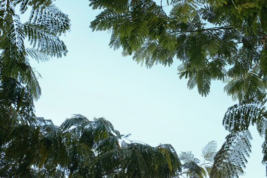 Trees