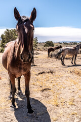 small herd of wild horses in Nevada desert
