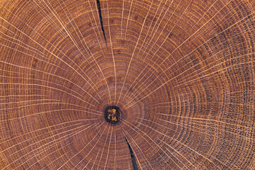 Cross section of oak tree with growth rings and cracks. Concentric wooden texture suitable for background