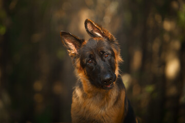 portrait of a german shepherd dog in the forest. dog in nature
