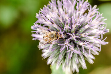 bee pollinates blue flower/yellow bee pollinates the blue flower