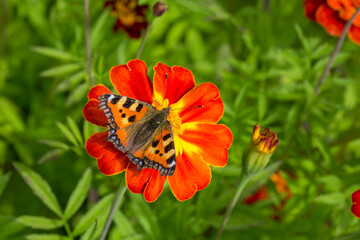 Butterfly Aglais urticae on Tagetes marigolds close-up