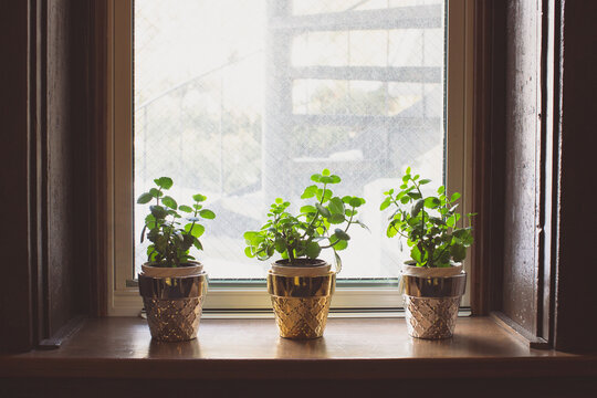 Three small vibrant green plants sitting in a window
