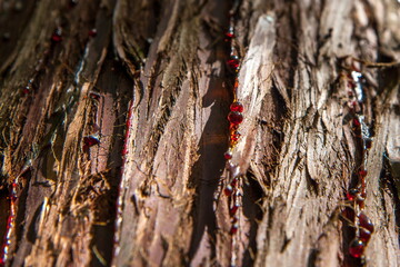 Coniferous bark with red drops of resin