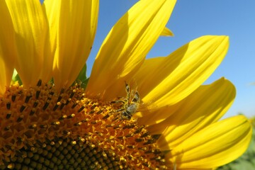 Bee on sunflower against blue sky, closeup