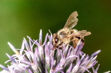 bee pollinates the Echinops/yellow bee pollinates the blue Echinops