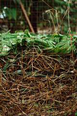 Compost Piles made from vegetable scraps and grass and plant clippings. Fresh compost pile, with garden material. Recycled Food. Fertilizer.