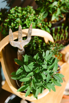 Herb plants ready to be planted in a garden