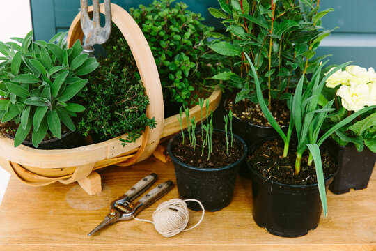 Herb plants ready to be planted in a garden