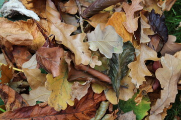 autumn leaves on the ground