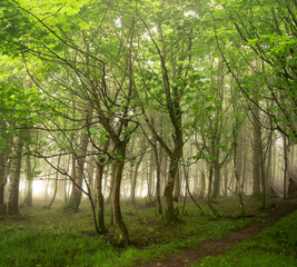 Foggy Forest Woodland
