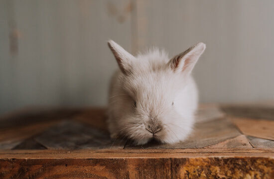 Baby bunny