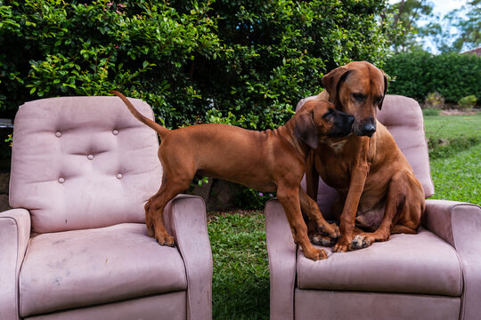 puppy annoying older dog