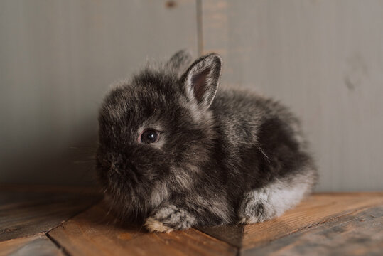 Baby bunny