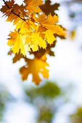 Maple leaves on a blurred background. Autumn background with yellow maple leaves