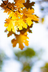 Fototapeta premium Maple leaves on a blurred background. Autumn background with yellow maple leaves