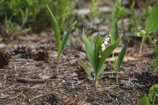 Lily of the valley (Convallaria majalis) in the forest