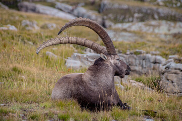 bouquetin dans les alpes