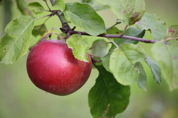 Natural juicy red ripe Apple on apple tree branch with green leaves close up at autumn day, tasty fresh homemade vegetables and fruits, rural healthy food