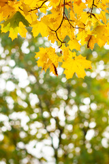 Maple leaves on a blurred background. Autumn background with yellow maple leaves