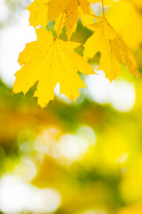 Maple leaves on a blurred background. Autumn background with yellow maple leaves