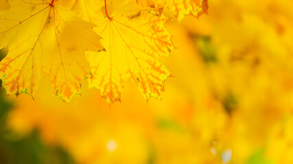Maple leaves on a blurred background. Autumn background with yellow maple leaves