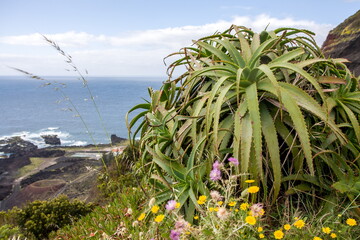 Tropical landscape with aloe and crater volcano, Portugal, Azores