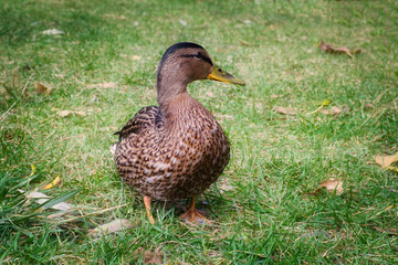 A single female Mallard duck on green grass lawn. Duck walking on the grass.