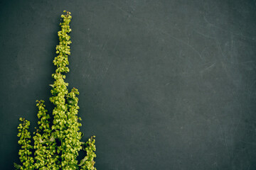Green plant on chalkboard background.