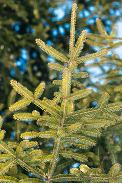 background image of green spruce